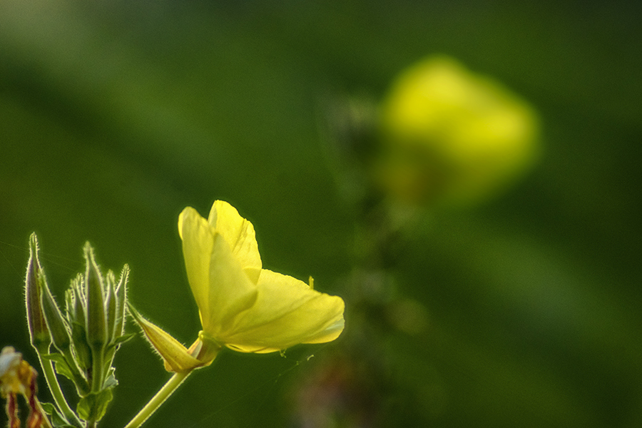 DSC00120 月の雫を吸って咲く