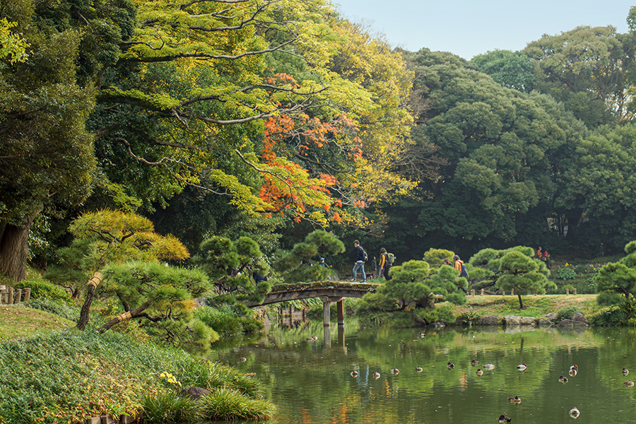 DSC04618.  清澄公園の往く秋 A