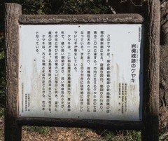 天然記念物 欅の説明板　P1060221