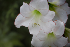 初夏の花