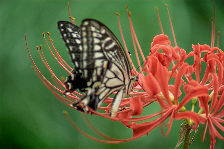 DSC09533. 花と蝶