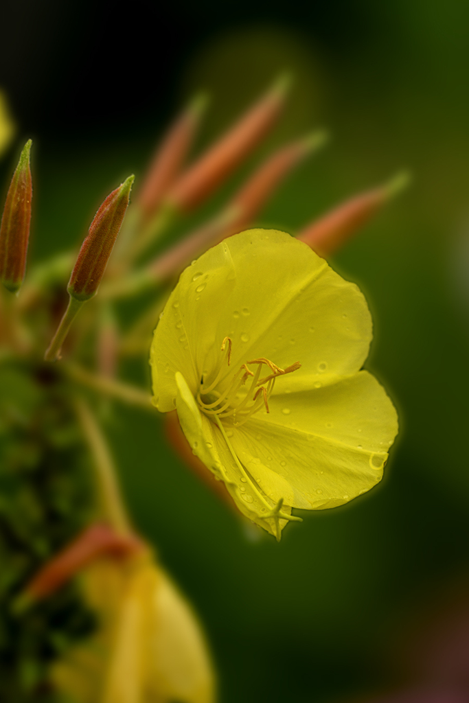 DSC09052. 丘の月見草