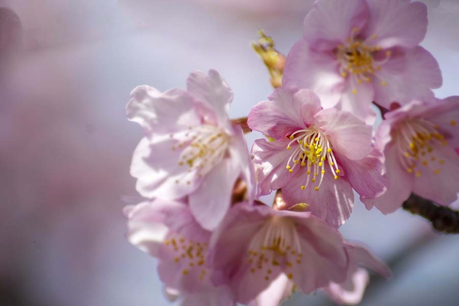 DSC02202  華やぐ河津桜