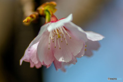 DSC08004-安行桜-3