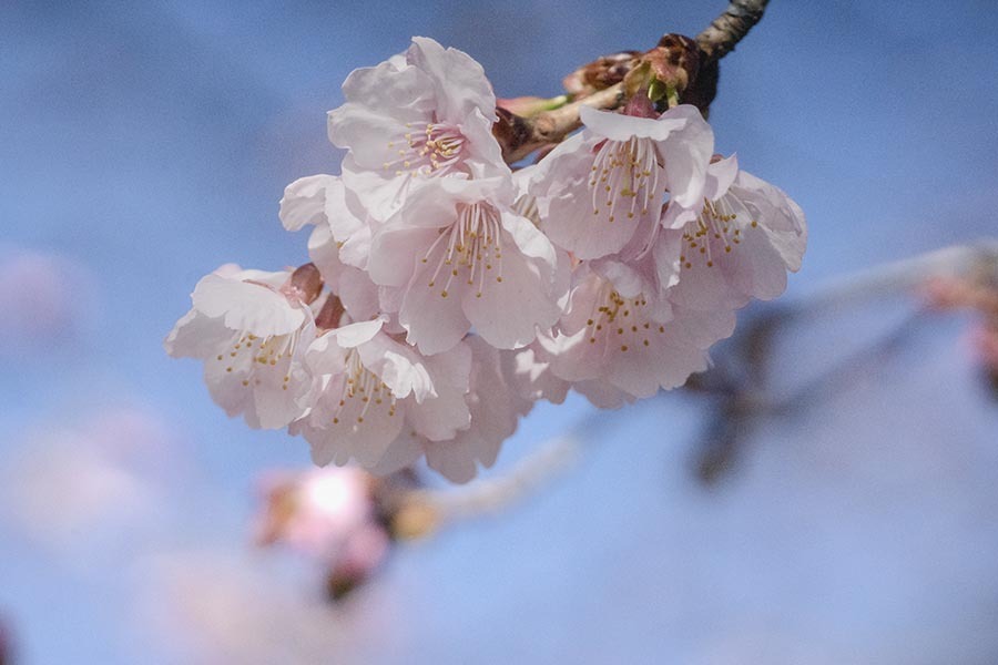 DSC02161 早春の空に桜咲く