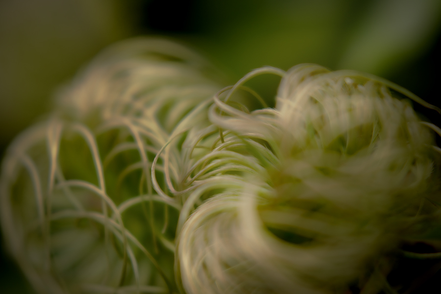 DSC08802. 針金の花？