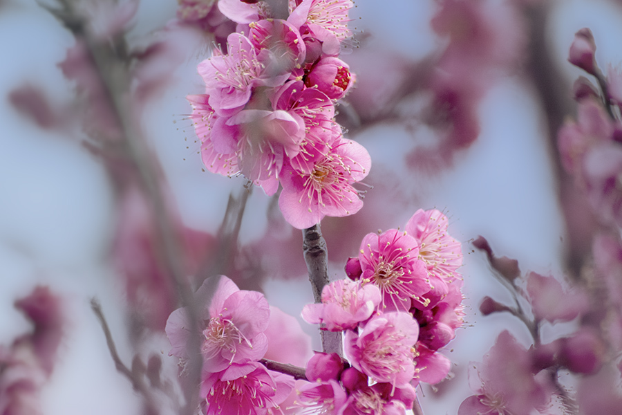 DSC09636. 今年も逢えたね