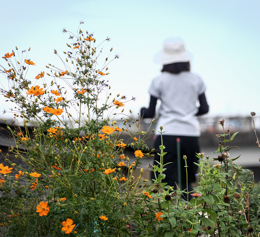 DSC09789. 秋の旅人