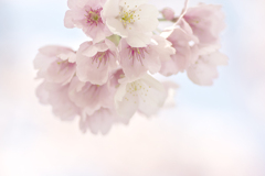 DSC08301. 追憶　桜色の空