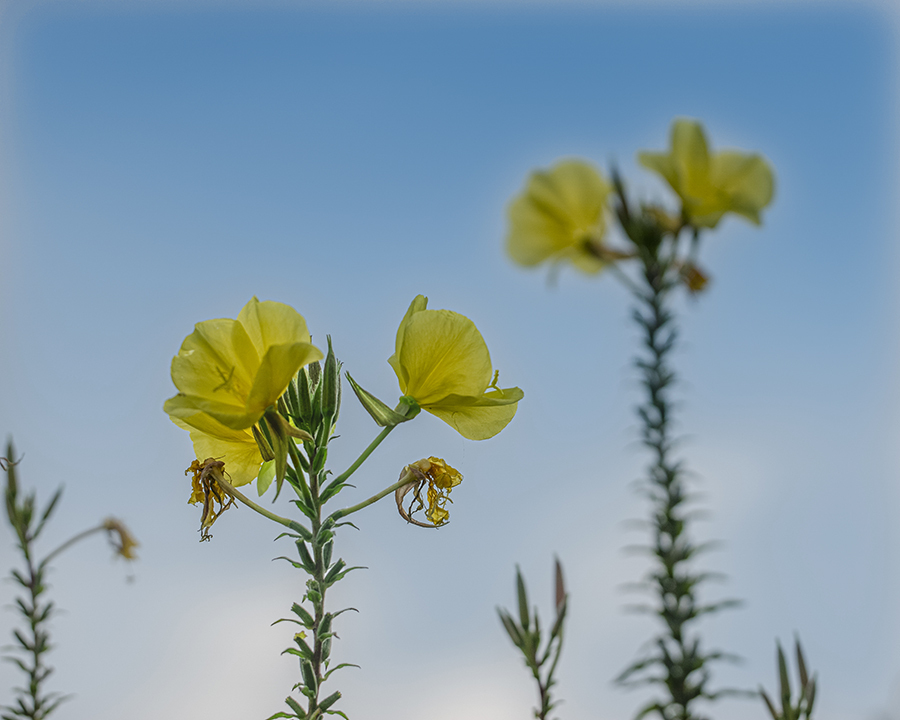 DSC08237 朝の月見草-2