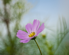 DSC03972 遊歩道のコスモス