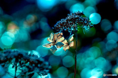 DSC06777-冬紫陽花-冬の夜