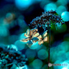 DSC06777-冬紫陽花-冬の夜