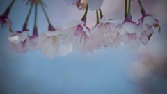 DSC08444 江戸前花暖簾