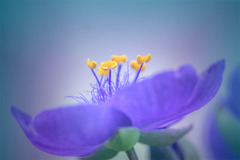 むらさきの子供達