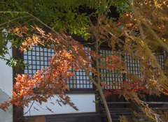 晩秋 本土寺　DSC00604