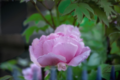 DSC05682. 花の巣顔　牡丹