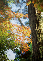 木漏れ日の妙　DSC02951