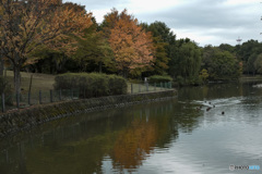 DSC09743 公園の秋模様.　jpg