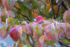 DSC04393　快晴に紅葉映える