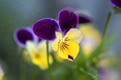DSC01500. 爽草花