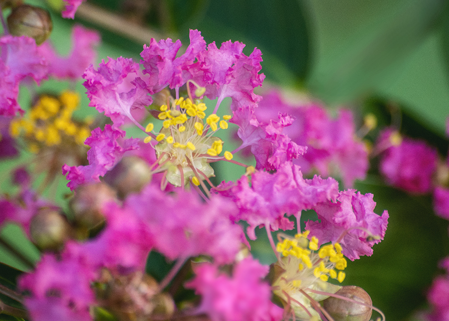 DSC03314　 ふんわり花びら百日紅