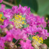 DSC03314　 ふんわり花びら百日紅