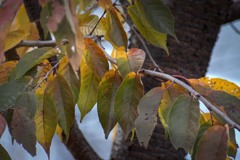 DSC06343.桜葉朝暘に華やぐ