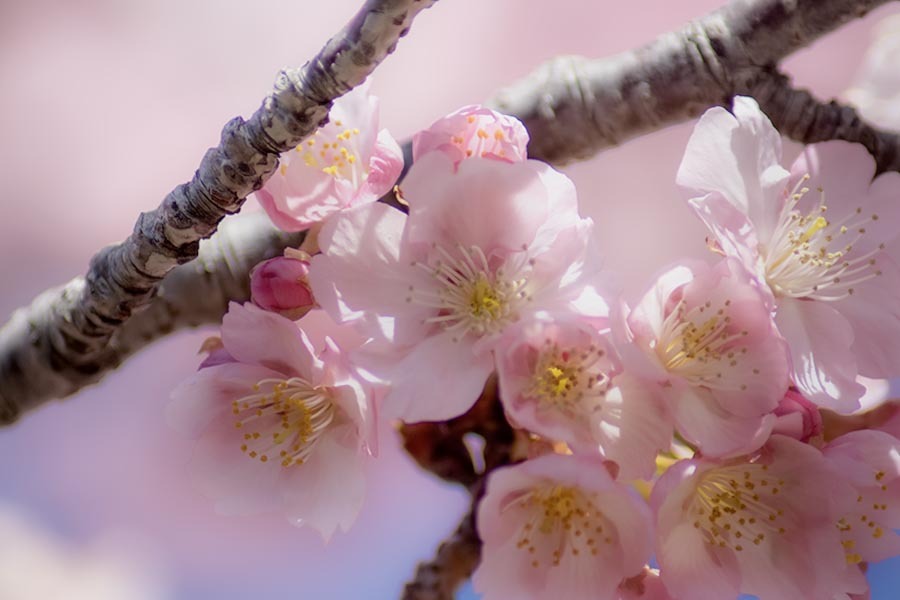 DSC00300. 桜の園