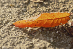 DSC09778.  落葉