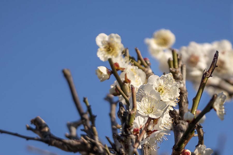 DSC04981. 枝は花盛り.