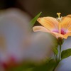 DSC02487. 夏の日差しの中