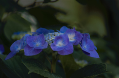 DSC05982六月の朝