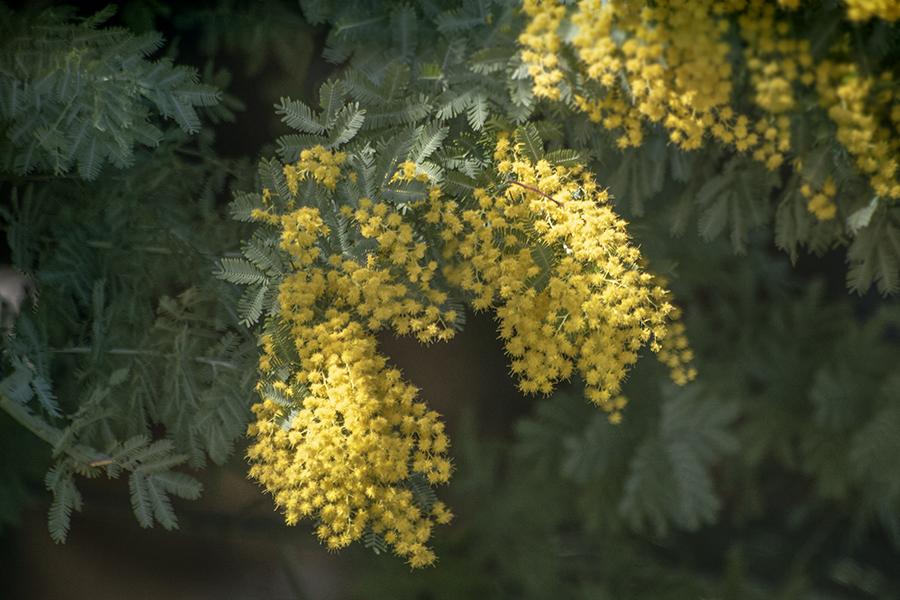 DSC05114. ミモザ光る