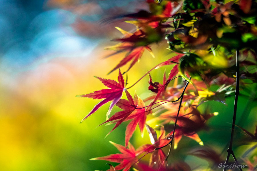 DSC04526-紅葉六番