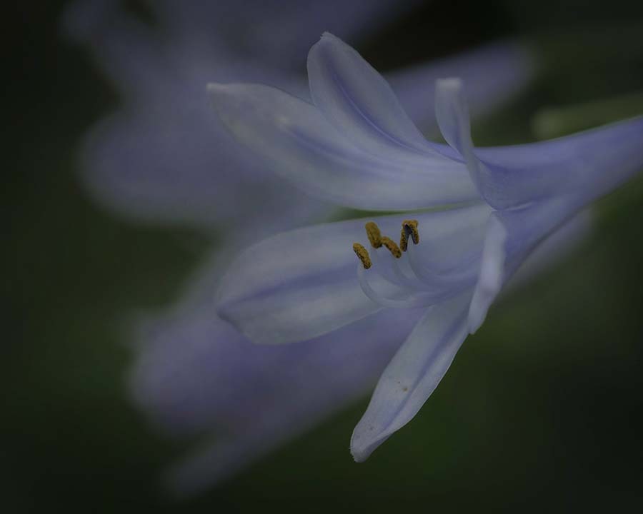 DSC05155. ムラサキクンシラン-5