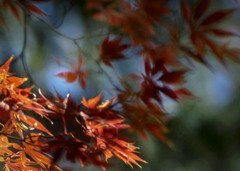 DSC06074 紅葉の 陰と陽