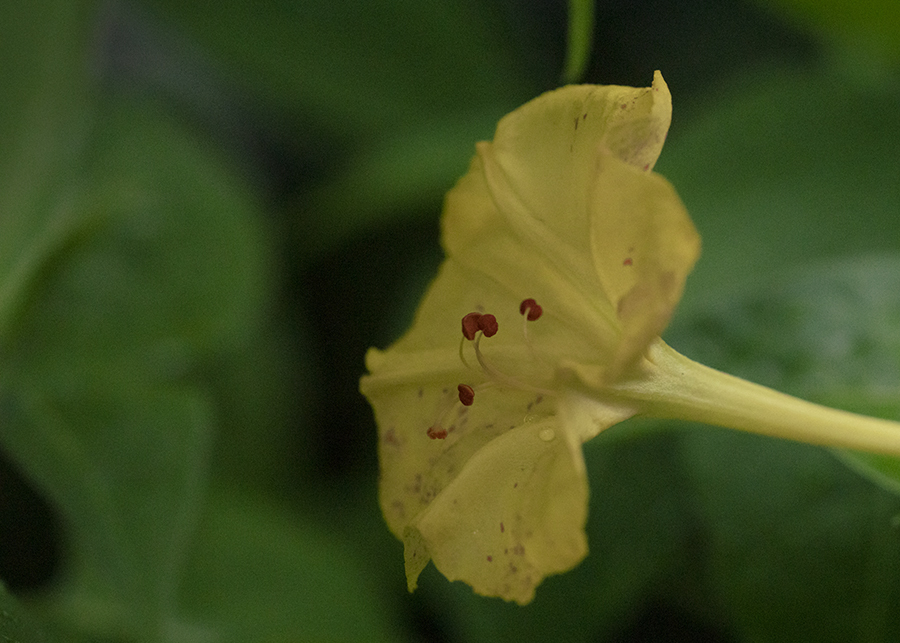 DSC08314 雨汚れも粋？