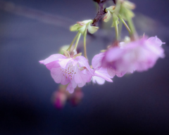 DSC06178 伊豆にて冬桜