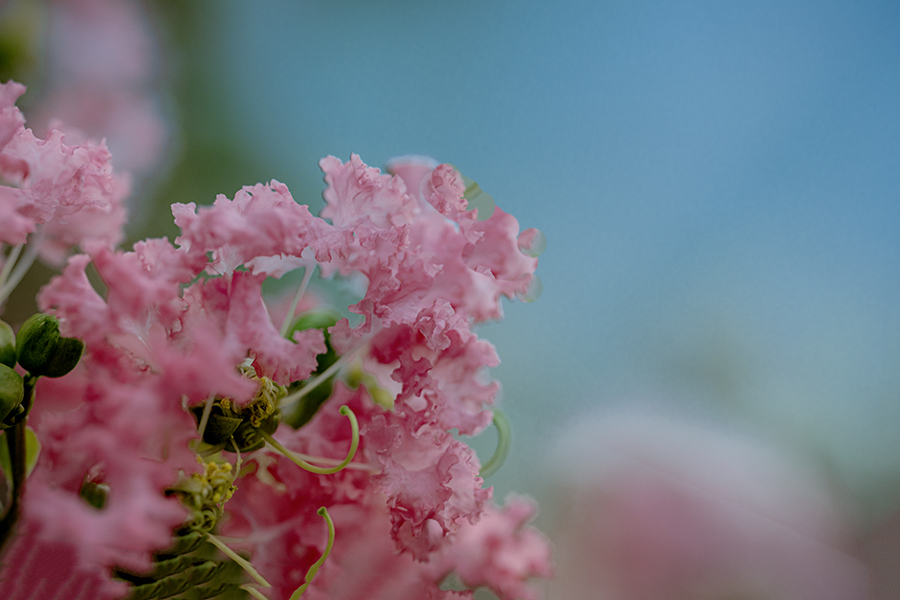 DSC08365. 割れて砕けて 散るかも