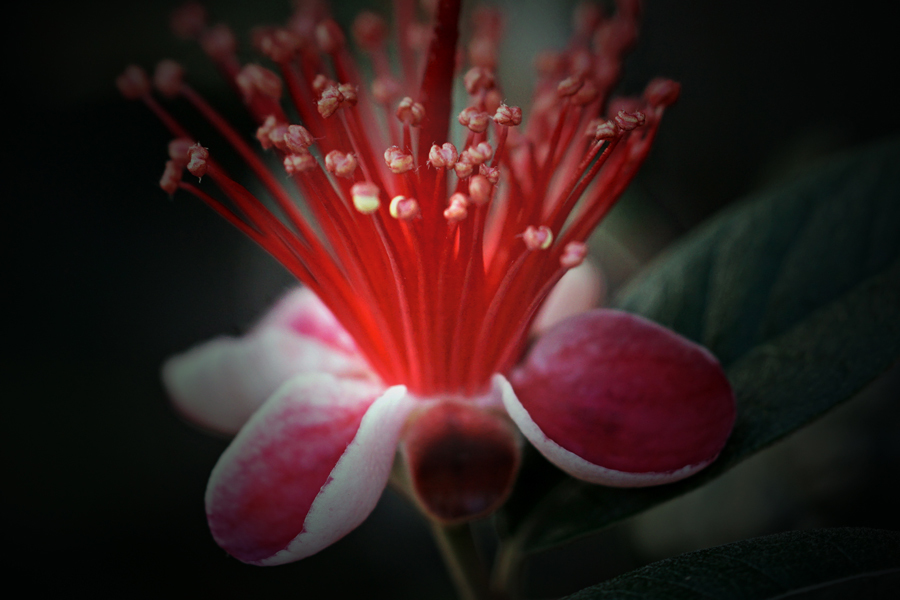 不思議な花、フィジョア.