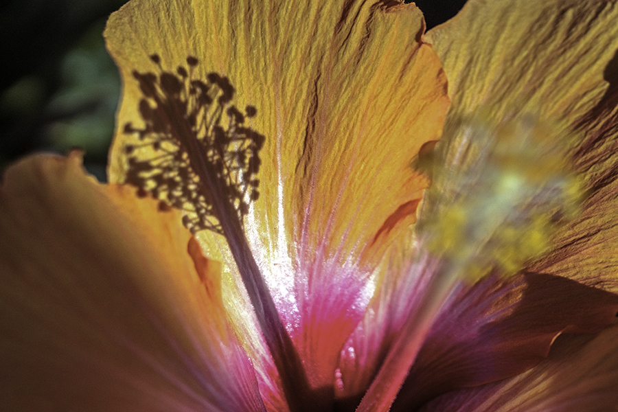 DSC03832-情熱の花-1