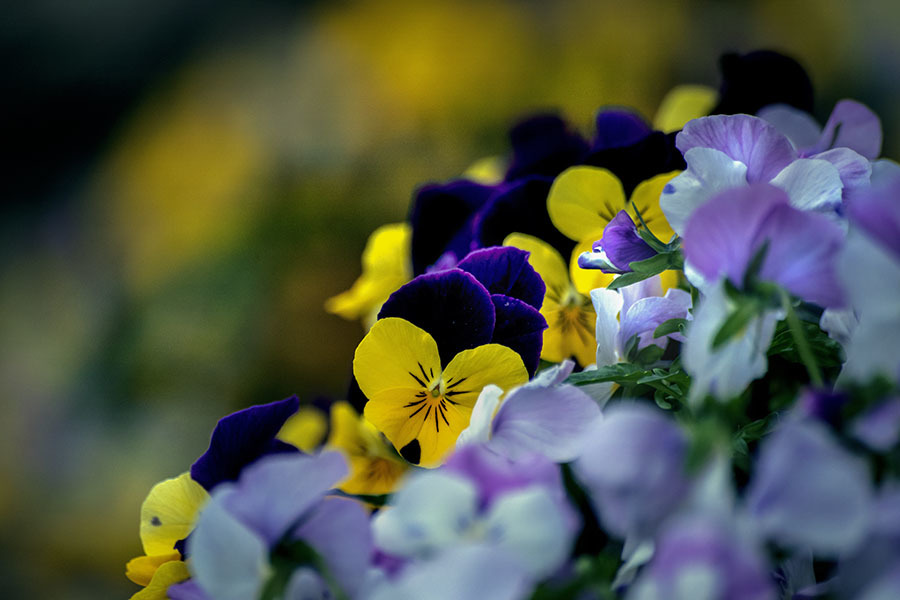 DSC01850 花の蝶たち集う