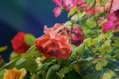 DSC01553.  雨に咲く花