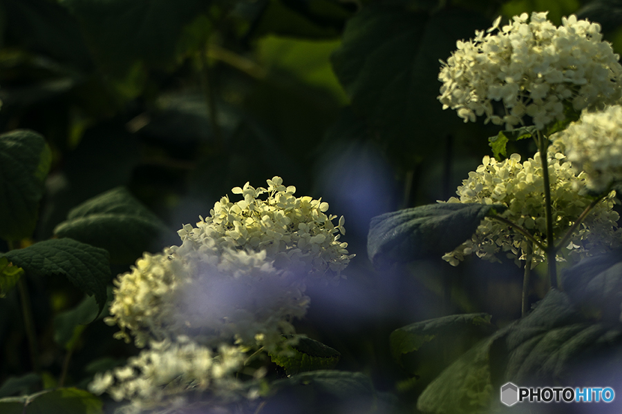 DSC05204 茂みの中のアナベル