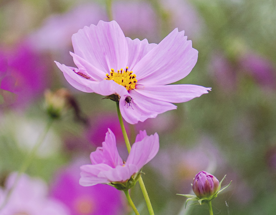 DSC09643. 花びらは虫のゆりかご