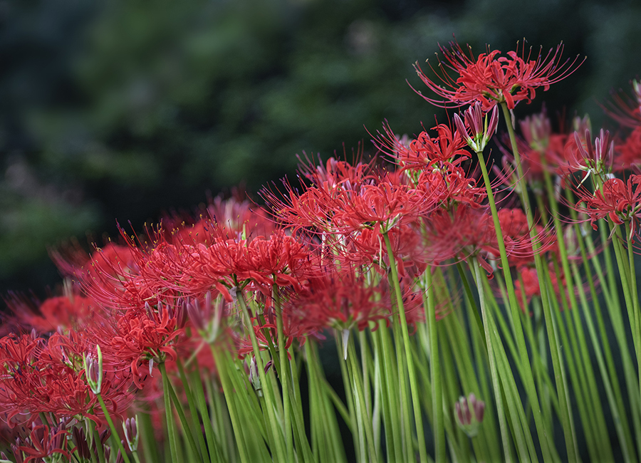 DSC04035  茎も花も競う彼岸花