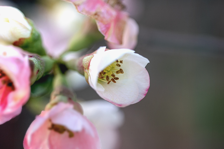 DSC09323. ボケの花