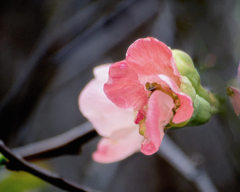 DSC09958.jpg  木瓜の花