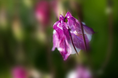 DSC06205. 花手毬？